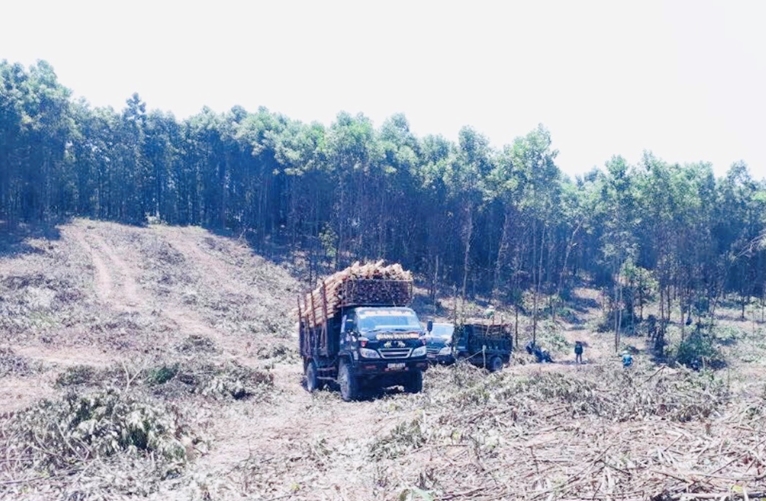 Tăng cường công tác quản lý bảo vệ rừng, xử lý tình trạng phá rừng, lấn chiếm đất rừng trái pháp luật