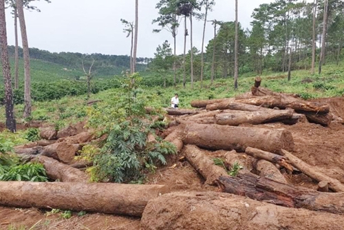 Xử lý nghiêm tình trạng phá rừng, lấn chiếm đất rừng tại Lâm Đồng