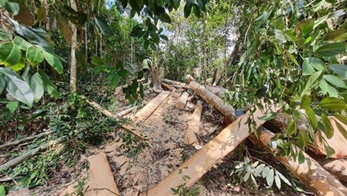 Bình Thuận Xử lý hình sự 4 vụ vi phạm về hủy hoại rừng