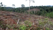 Hàng loạt tồn tại sai phạm tại dự án trồng rừng ở huyện Đạ Huoai, Lâm Đồng