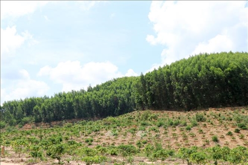 Hàng loạt tồn tại trong quản lý, sử dụng tiền chi trả dịch vụ môi trường rừng và tiền trồng rừng thay thế tại Lâm Đồng