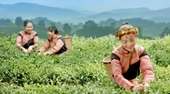 Chính sách tín dụng theo Nghị quyết về “tam nông” ở Quảng Ninh