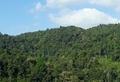 Công ty TNHH MTV lâm nghiệp Sa Thầy Kon Tum buông lỏng công tác quản lý đất rừng