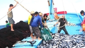 Mở đợt cao điểm chống khai thác hải sản bất hợp pháp và phạt nguội các hành vi vi phạm