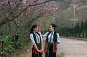Miễn phí vé tàu hỏa Mường Hoa cho 5 tỉnh, Fansipan hút khách mùa hoa đào nở rộ