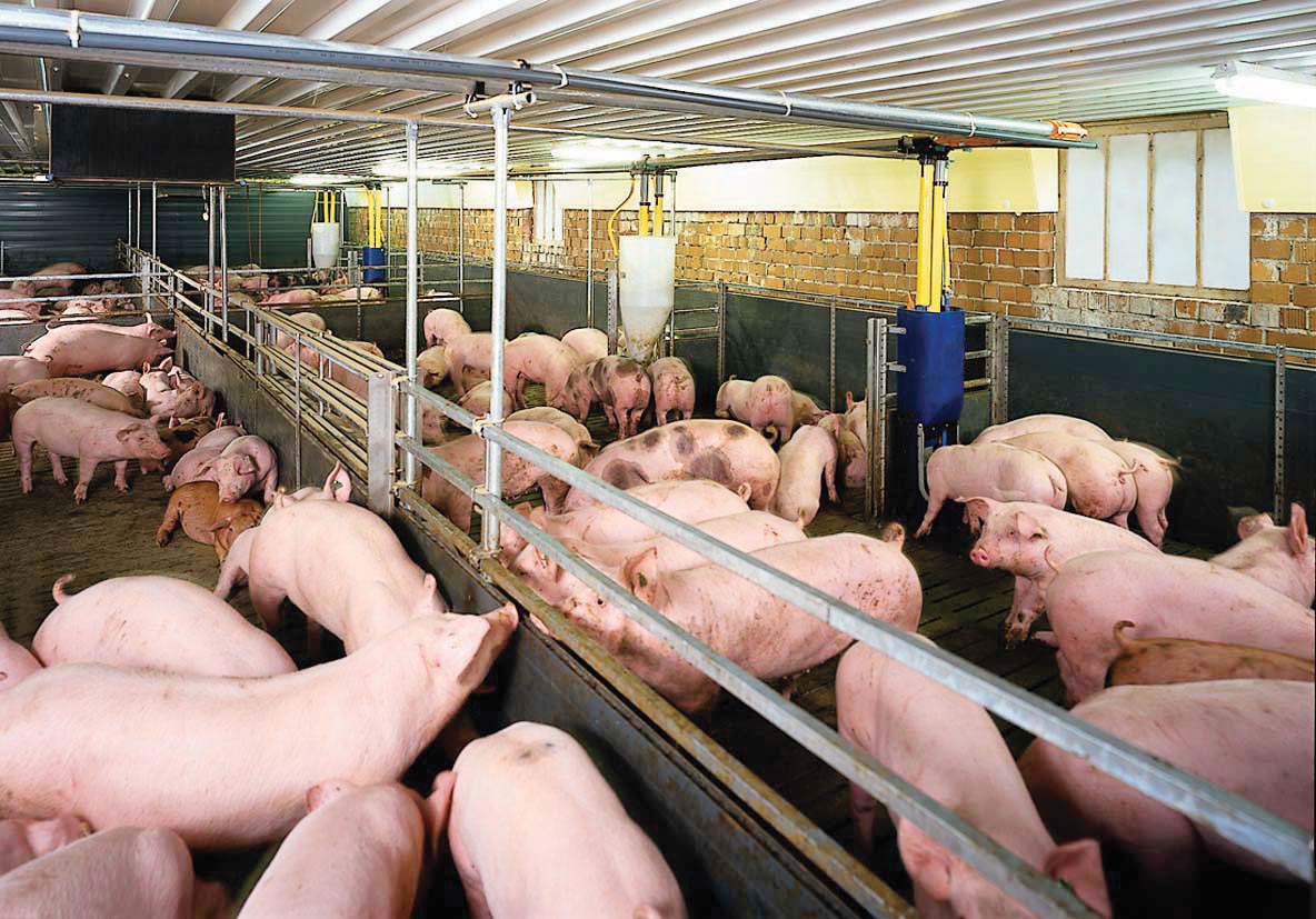Trang trại nuôi lợn cho thu nhập tiền tỷ mỗi năm tại Sơn La  Báo Dân tộc  và Phát triển