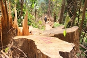 Đắk Nông Thu hồi hơn 1 000ha đất rừng do sai phạm sau Kết luận thanh tra